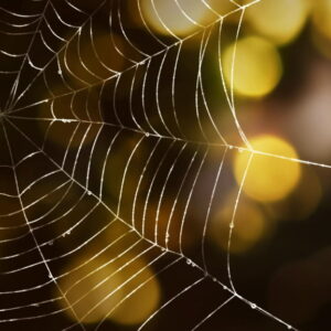 Pack Fonds d&rsquo;écrans animés V2 (4K) (CD)