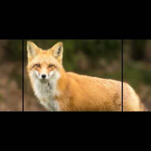 Echecs et Mattes (5 volumes)