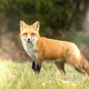 Macro Halo lumineux 1