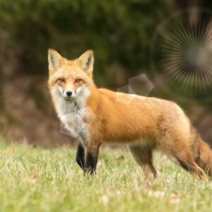 Macro Halo lumineux 2