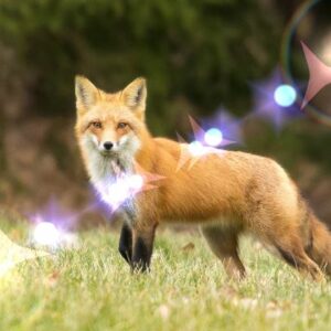 Macro Halo lumineux 4