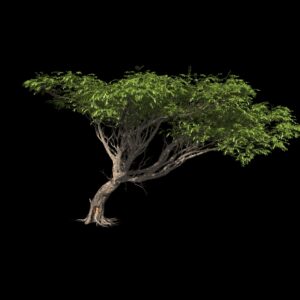 Acacia (3D)