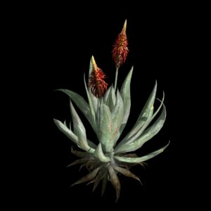 Aloe Vera (3D)