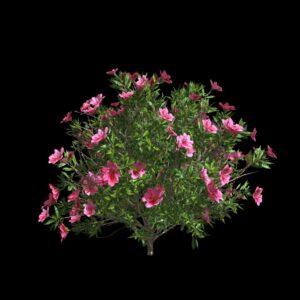 Azalée (3D)
