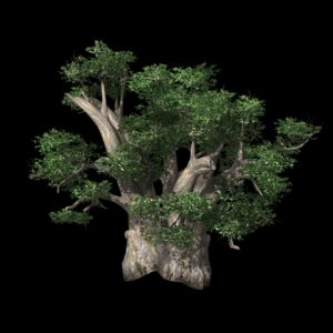 Baobab (3D)