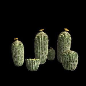 Cactus (3D)