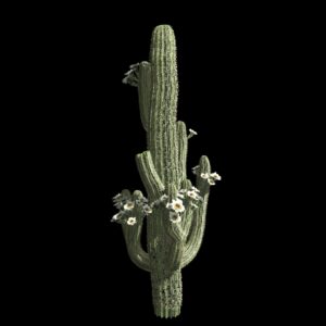 Cactus Saguaro (3D)