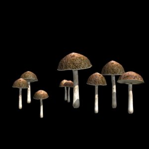 Champignons (3D)
