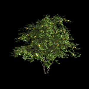 Citronnier (3D)