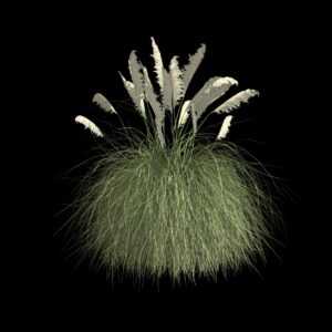 Herbe de la Pampa (3D)