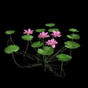 Lotus (3D)