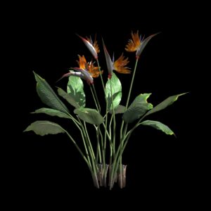 Oiseau de Paradis (3D)