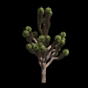 Palmier de Joshua (3D)