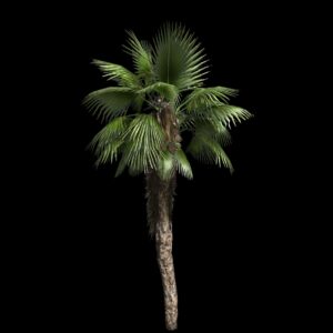 Palmier éventail (3D)