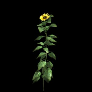 Tournesol (3D)