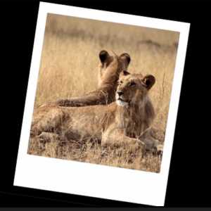 Gabarits à la demande avec DaVinci Resolve