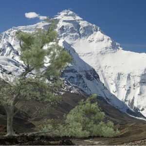VFX01 – Arbre cassé par la tempête