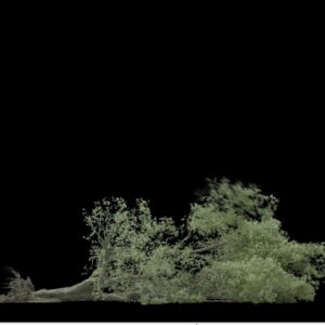 VFX07 – Arbre déraciné 2