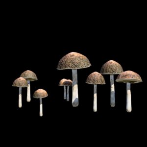 Végétation animée : Champignons bolets