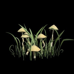 Végétation animée : Champignons communs