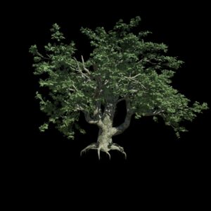 Végétation animée : Erable