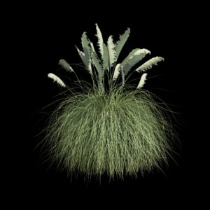 Végétation animée : Herbe de la Pampa