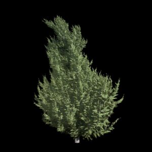 Végétation animée : Juniperus