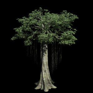 Végétation animée : Kapok