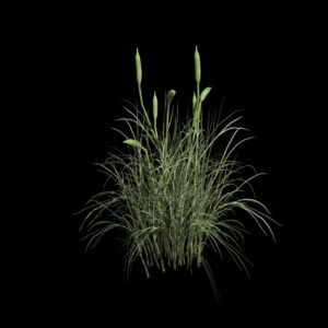 Végétation animée : Massette