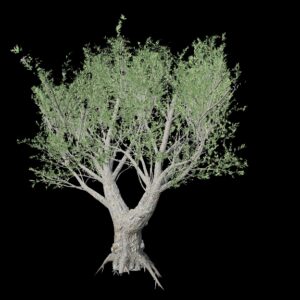 Végétation animée : Olivier africain