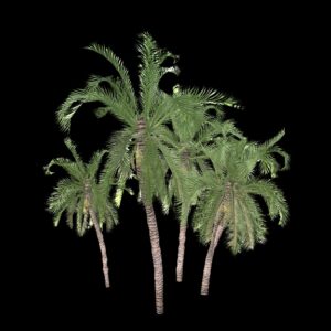 Végétation animée : Palmiers