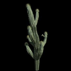Végétation animée : Cactus Saguaro