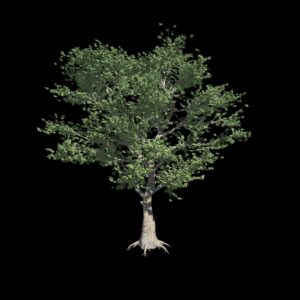 Végétation animée : Sycomore